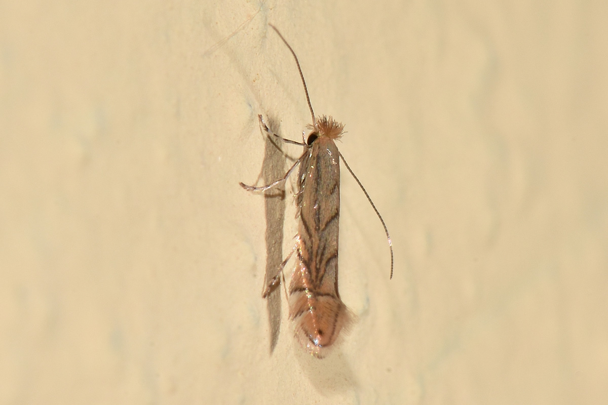 Gracillariidae: Phyllonorycter messaniella